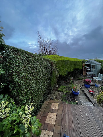 BACK GARDEN_edited.jpg