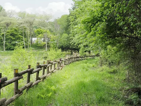 八ヶ岳西麓で山付きの土地を買えば、薪ストーブの薪はタダになる?——お金は減って、手間と乾かす一年が残る
