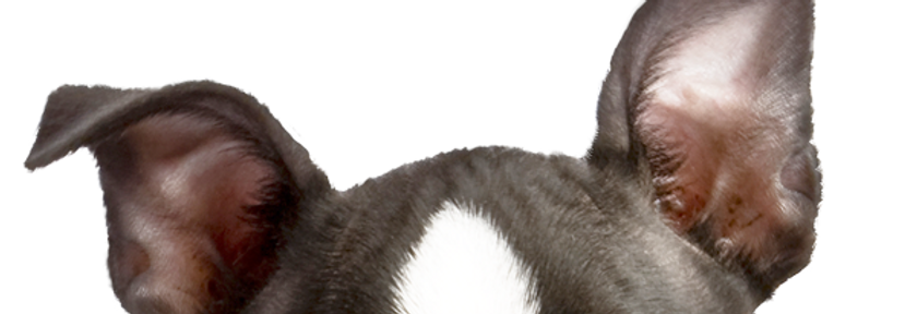 Close-up of a Boston Terrier’s ears and eyes, commonly used to illustrate early signs of dog ear infections such as redness,