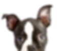 Peeping Puppy