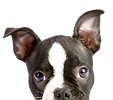 Assistance support service dogs - Compass Key