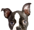 Assistance support service dogs - Compass Key