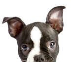 Veterinario Muskiz Santurtzi
