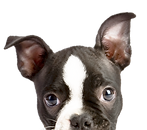のぞき子犬