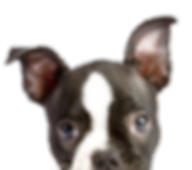 犬がこちらを覗いている様子