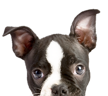 peeping filhote de cachorro