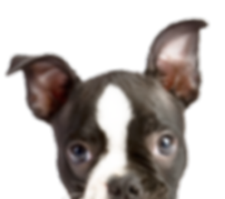 peeping filhote de cachorro
