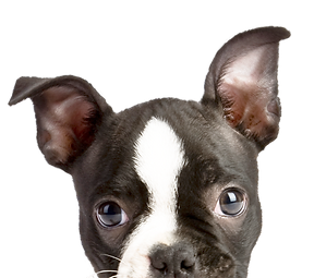 犬がこちらを覗いている様子