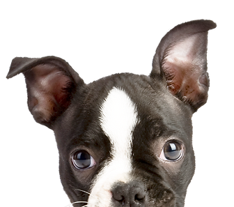 Venta de cachorros | Criadero Imperial Pets 