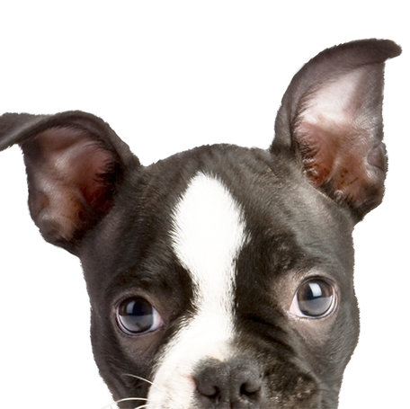 What is Artificial Insemination?