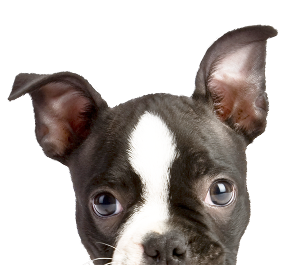 peeping filhote de cachorro
