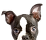 Valle Fiorita 42 apartments are Dog Friendly