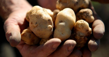 Hands holding indigenous Ozette potatoes