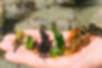 Find every kind of edible seaweed on a Tofino beach walk - hand holding kelp, sea lettuce, bladder wort