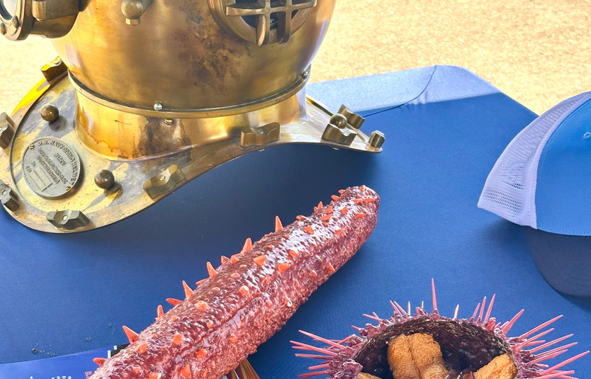 Commercial divers harvest sea cucumbers and spiky red sea urchin (uni) in British Columbia's cold coastal waters