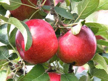 DISCOVERING HEIRLOOM APPLES: Old varieties growing in our own back yards