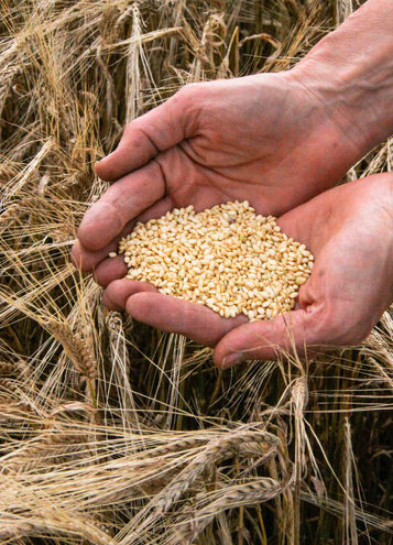 TREND: The modern appeal of ancient grains