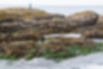 Woman walking along rocky shoreline near Tofino, BC, at low tide to forage for edible seaweed