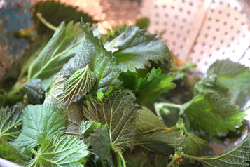a steamer basket filled with fresh nettle leaves