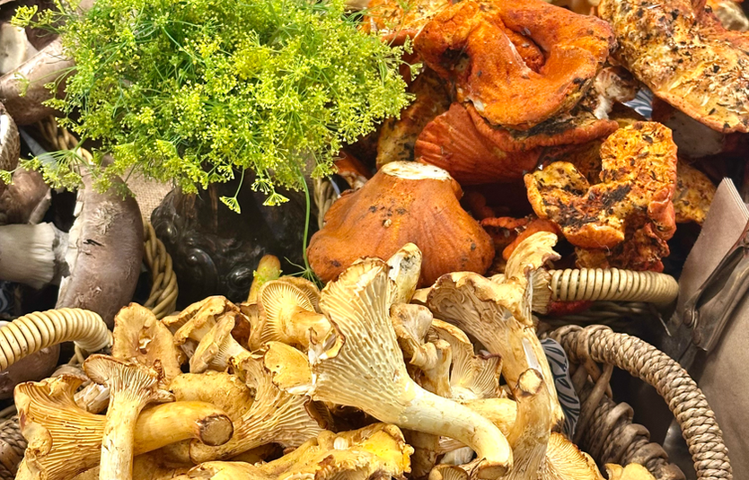 foraging wild foods on Vancouver Island