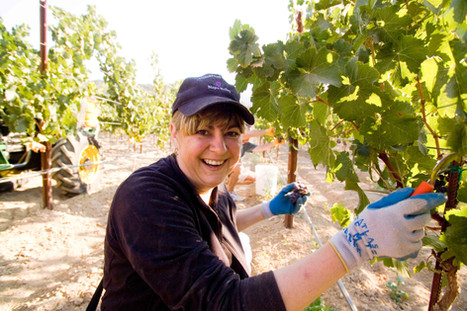 Cinda-in-Napa-picking-grapes-(1-of-1).jpg