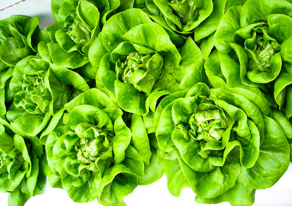 Tiny heads of tender butter lettuce