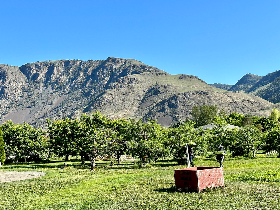 Organic fruit orchards surrounded by mountains in the Similkameen Valley