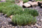 .Sea asparagus is a wild sea vegetable that thrives in the inter-tidal zone on a beach in BC