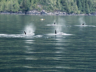 Orca whales and kayakers in the Broughton Archipelago