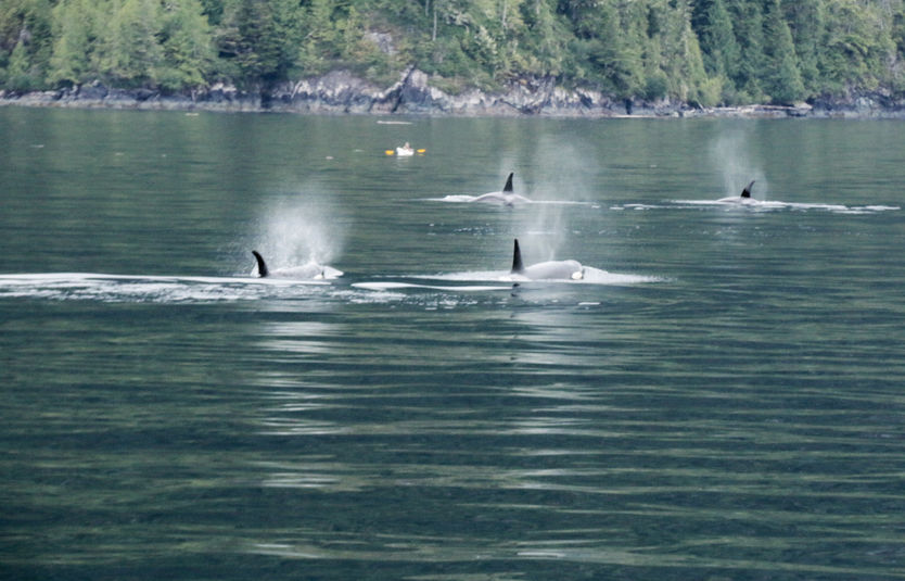 Orca whales and kayakers in the Broughton Archipelago