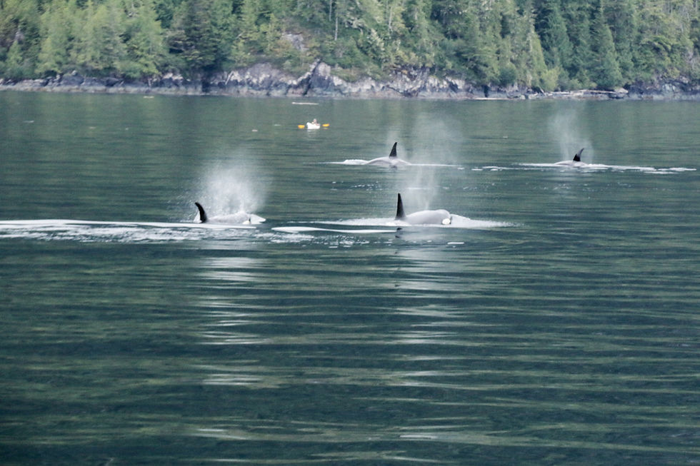 Orca whales and kayakers in the Broughton Archipelago