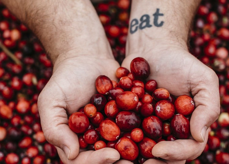 fresh cranberries picked in bogs in BC