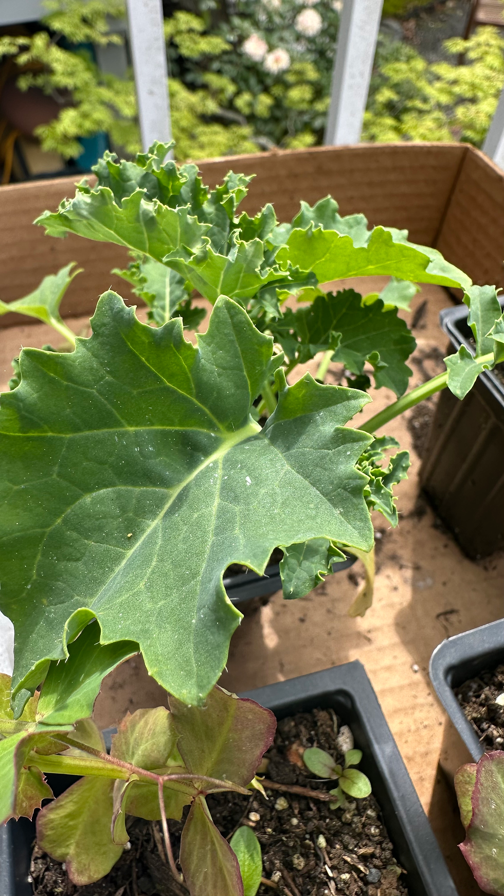 Grow your own kale - it's time to plant the garden with kale