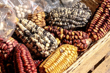 THE TRUE TORTILLA: The women of Oaxaca preserve a Mexican tradition