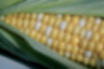 Cob of fresh sweet corn