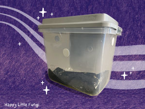 Creating Your Own Monotub: A Step-by-Step Guide for Beginners 