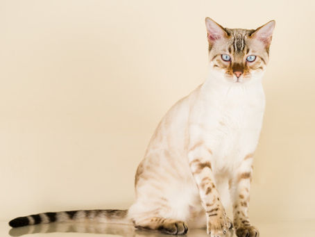Welcome to Jungle Cats of Florida