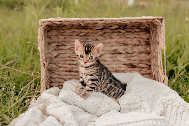 kittens-48.jpg