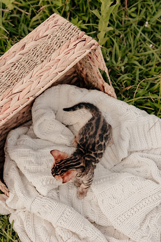kittens-45.jpg