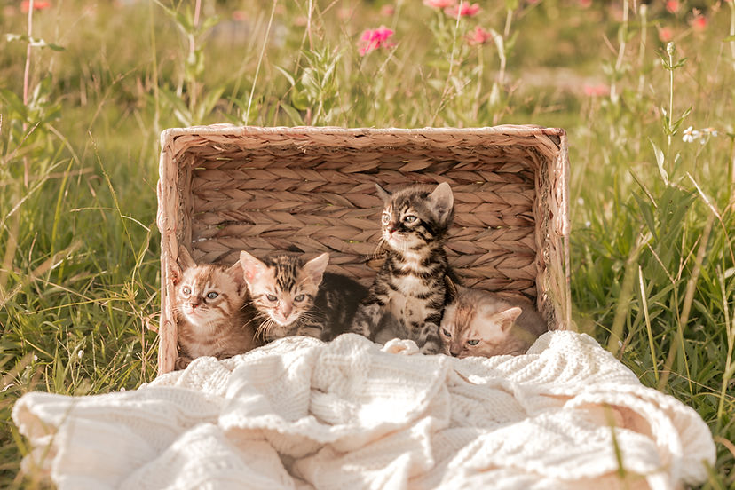 kittens-13.jpg