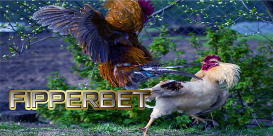 Aduan Ayam S128