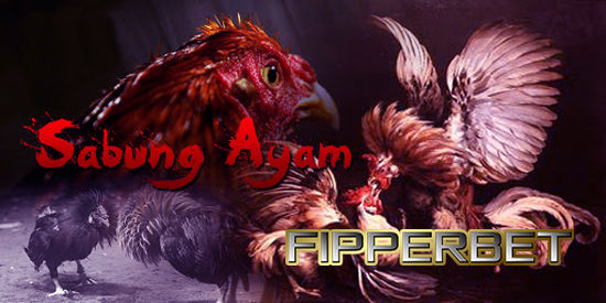 Aduan ayam bangkok