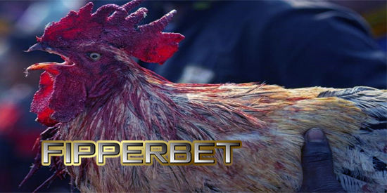 Aduan ayam s128
