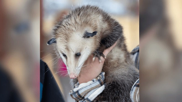 North Alabama’s very own Sand Mountain Sam predicting and early spring in 2025. (WAFF)