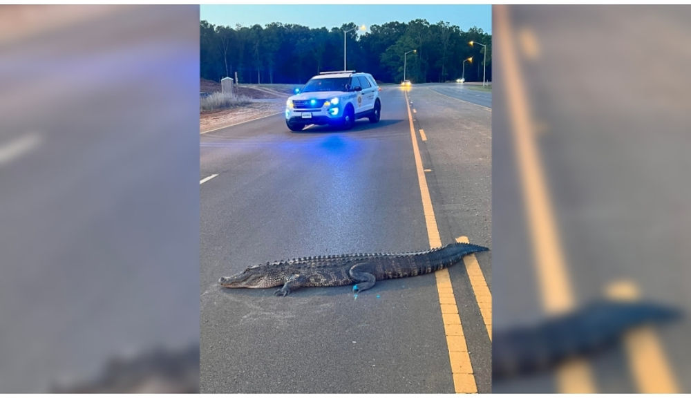 Alligator Sighting in Huntsville