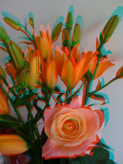 "Rose versus Lilies"