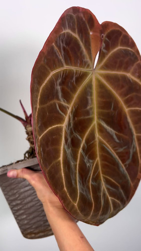 Anthurium Red Crystallinum x Ace of Spades Tezula | Creaky Shed