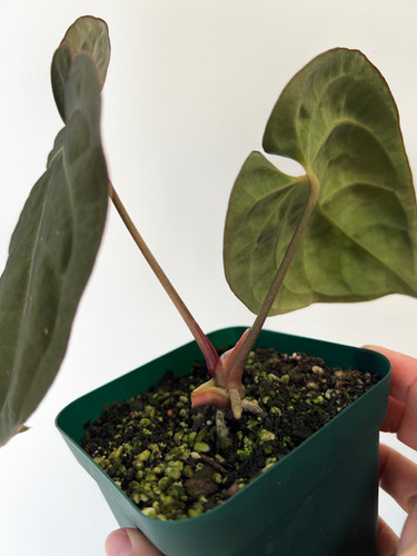 Anthurium (Red Crystallinum x Ace of Spades) x Antolakii (sp. BVEP