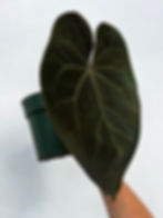Thumbnail: Anthurium Ace Of Spades Dark Form Tezula 