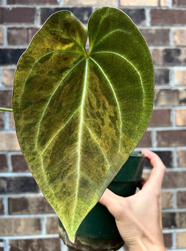 その他観葉植物 anthurium ace of spades tezula self Anthurium Ace Of Spades (Tezula Dark Form) - Tezula LLC